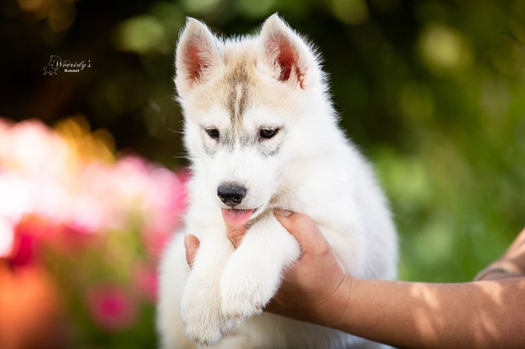 Weeridy's - Chiots disponibles - Siberian Husky